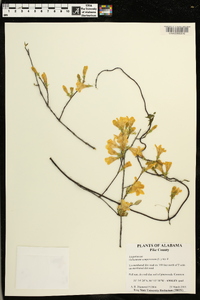 Gelsemium sempervirens image