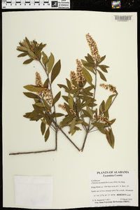 Cliftonia monophylla image