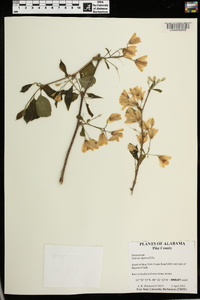 Halesia diptera image