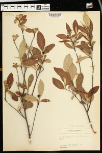 Amelanchier oblongifolia image