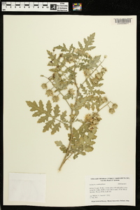 Solanum sisymbriifolium image