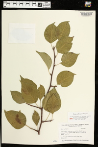 Pyrus calleryana image