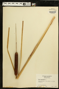 Typha angustifolia image