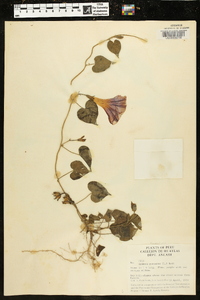 Ipomoea purpurea image