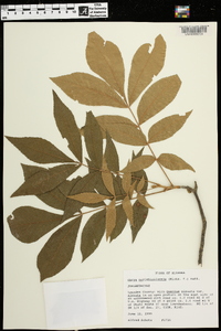 Carya myristiciformis image