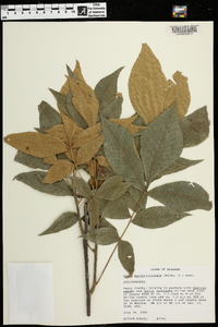 Carya myristiciformis image