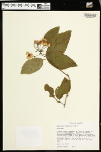 Crataegus triflora image