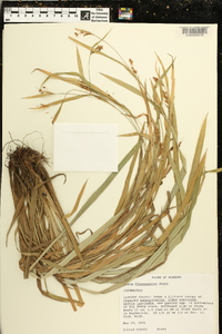 Carex flaccosperma image