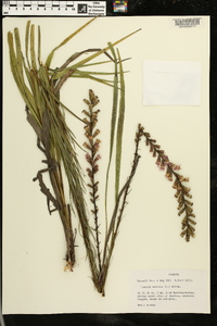 Liatris spicata image