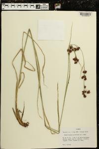 Rhynchospora glomerata image