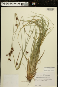 Rhynchospora recognita image