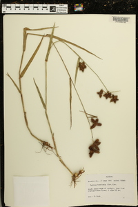 Fuirena breviseta image