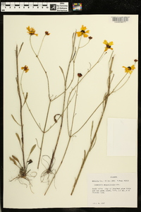 Coreopsis gladiata image