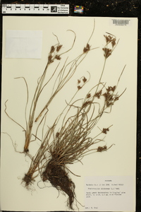 Fimbristylis dichotoma image