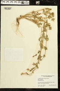 Capnoides sempervirens image