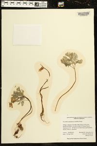 Dicentra canadensis image