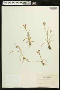 Luzula bulbosa image