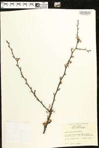 Prunus angustifolia image