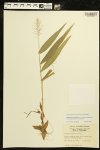 Dichanthelium polyanthes image