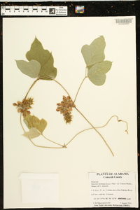 Pueraria montana var. lobata image