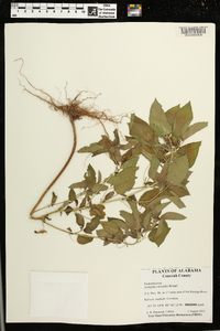 Acalypha ostryifolia image