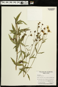 Coreopsis tripteris image