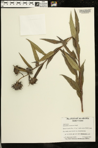 Helianthus resinosus image