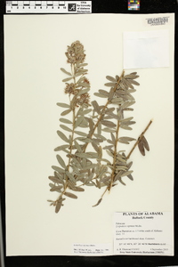 Lespedeza capitata image