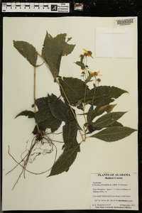 Verbesina alternifolia image