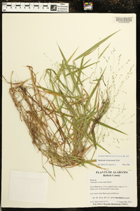 Kellochloa verrucosa image