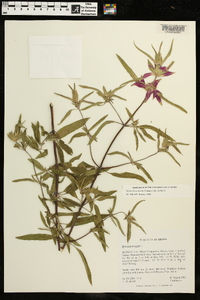 Monarda punctata subsp. punctata image