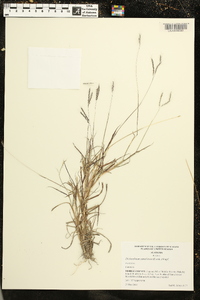 Dichanthium annulatum image