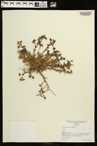 Polypremum procumbens image