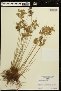 Cyperus surinamensis image