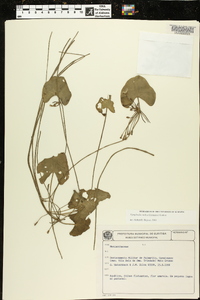 Nymphoides indica image