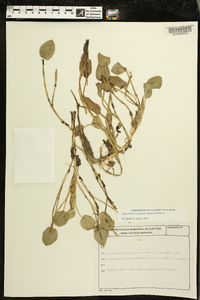 Heteranthera rotundifolia image