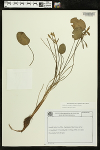 Hydrocleys parviflora image