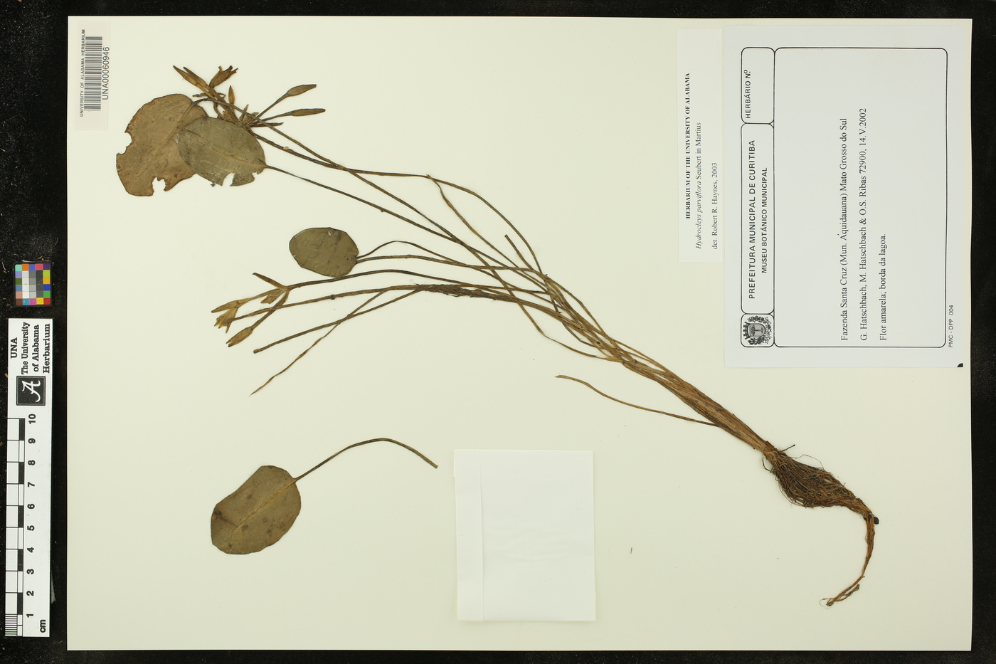 Hydrocleys parviflora image