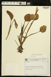 Pontederia subovata image