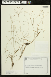 Helanthium tenellum image