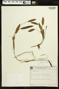 Potamogeton montevidensis image