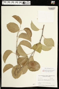 Pyrus calleryana image