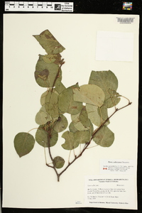 Pyrus calleryana image