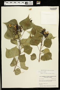 Triadica sebifera image