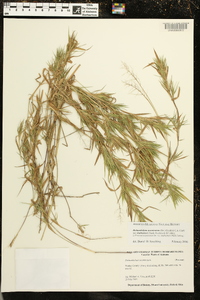 Dichanthelium acuminatum var. lindheimeri image