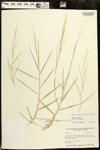 Panicum repens image