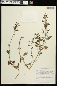 Trichostema dichotomum image