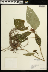 Chelone lyonii image