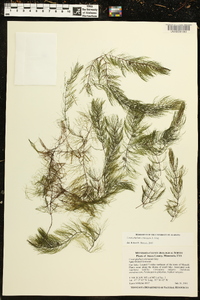 Ceratophyllum echinatum image