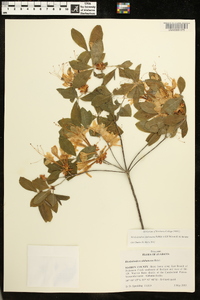 Rhododendron alabamense image